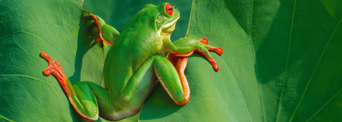 frog on leaves