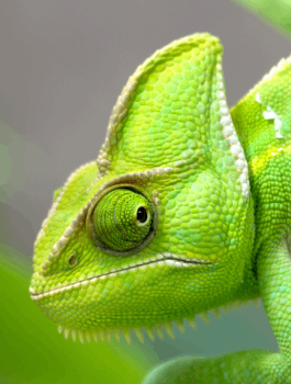 chameleon