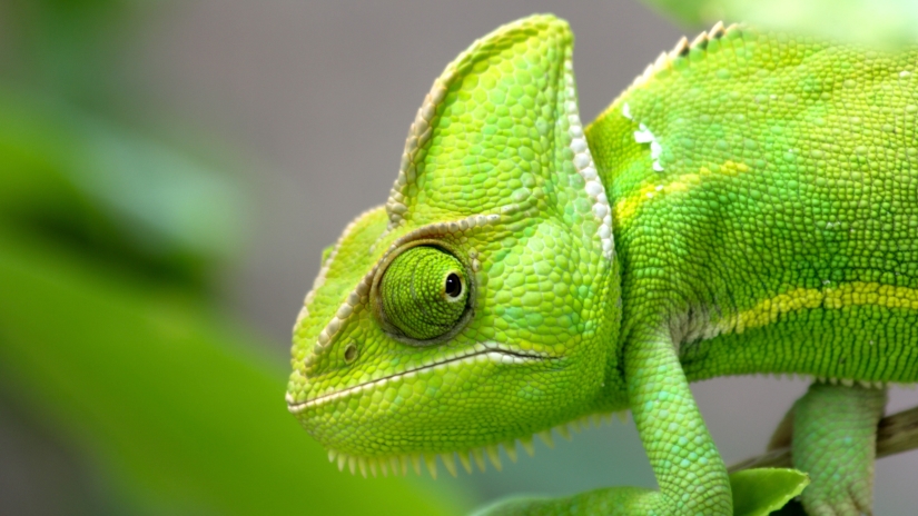 un caméléon
