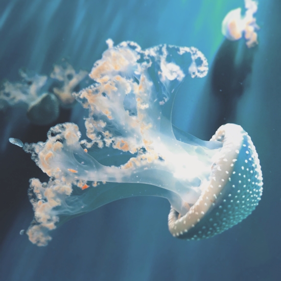 une méduse