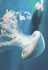 Imagebleu11