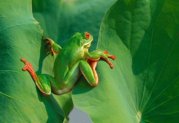 Une grenouille verte