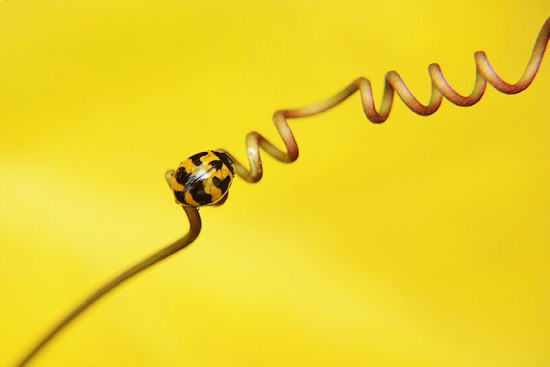Une coccinelle jaune