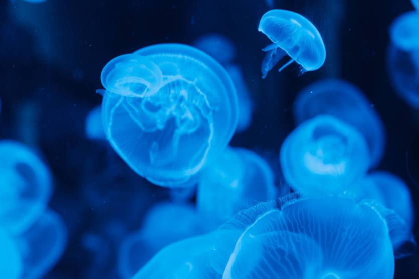 méduses bleus