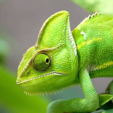 chameleon