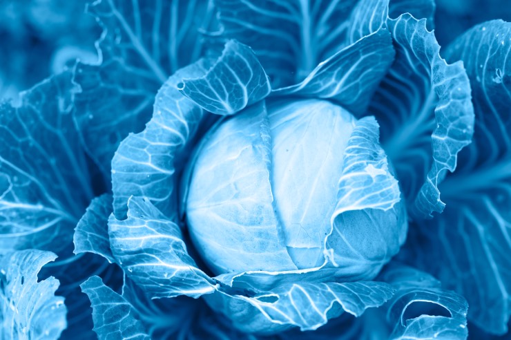 zoom sur un chou fleur bleu